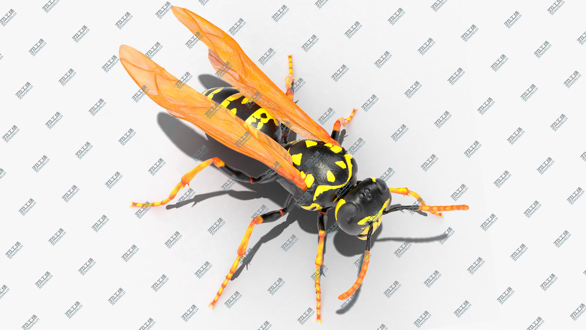 images/goods_img/202104093/3D Paper Wasp Standing Pose/1.jpg